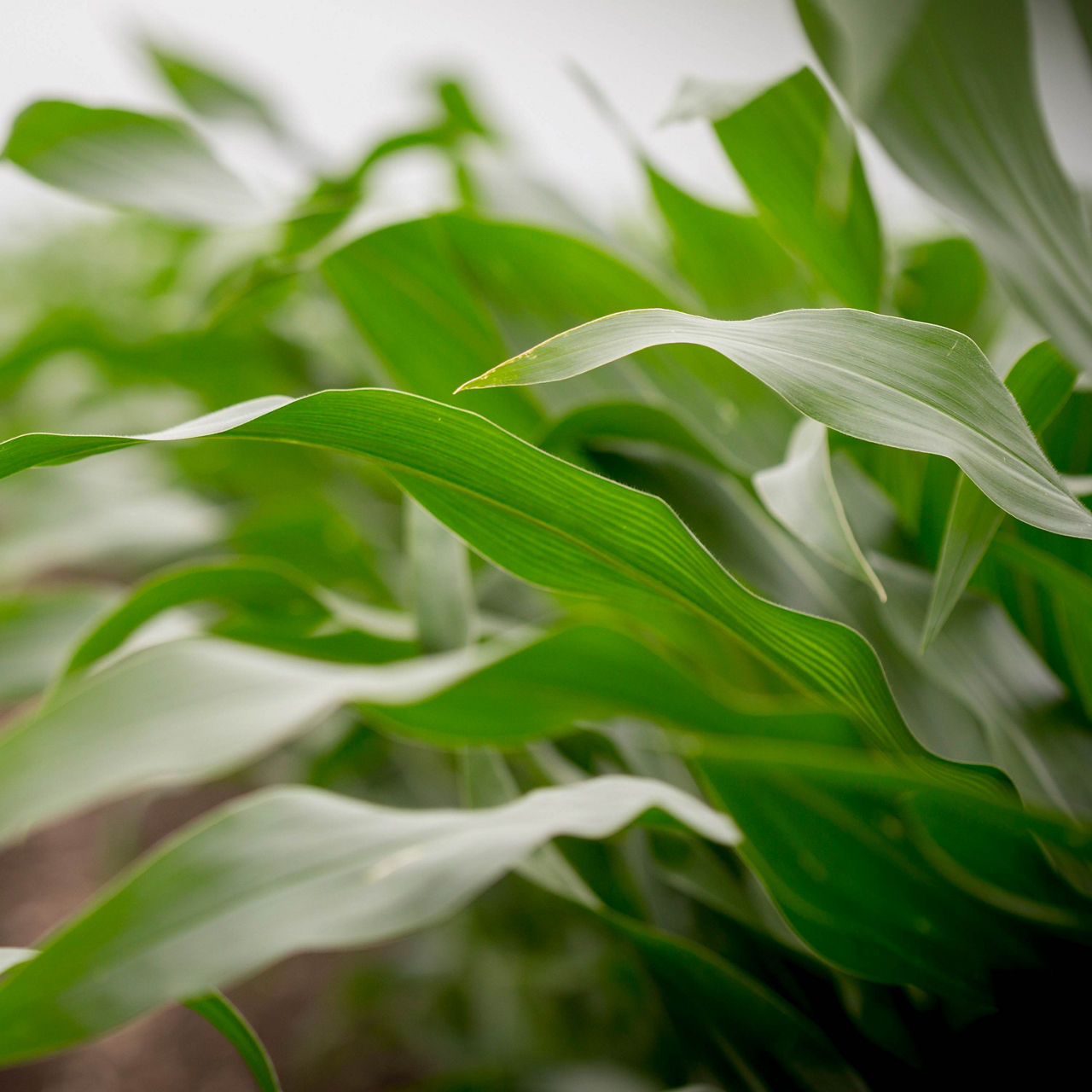 Corn Rootworm is the Billion Dollar Pest.