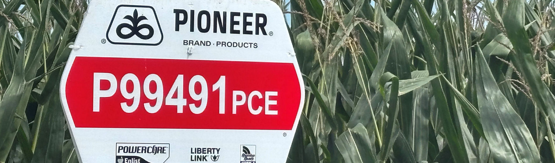 Closeup - cornfield midseason - PowerCore Enlist field sign