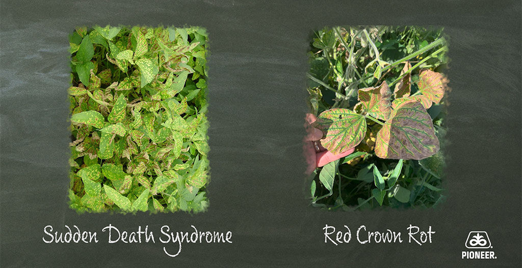 Red Crown Rot in Soybeans
