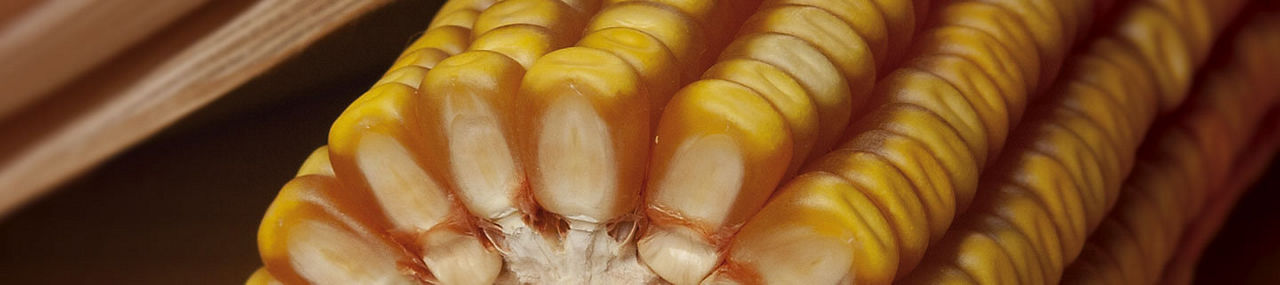 IMG-product-generic-corn-desktop