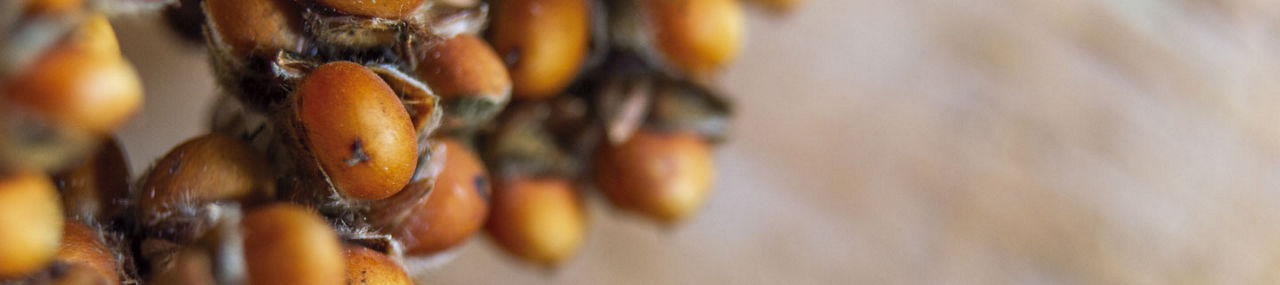 GrÃ£os de Sorgo