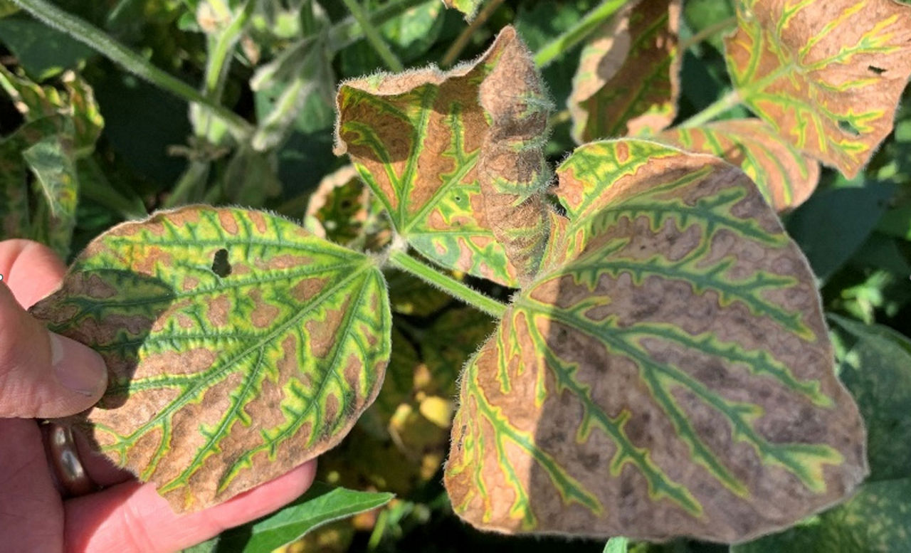 Red Crown Rot in Soybeans