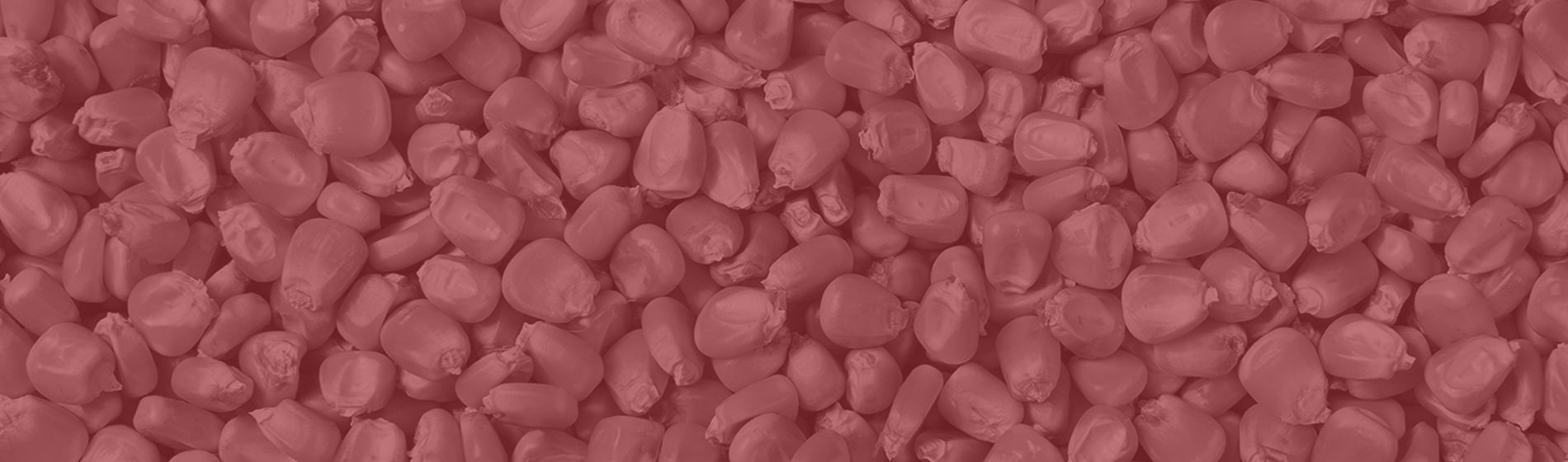 Red corn graphic