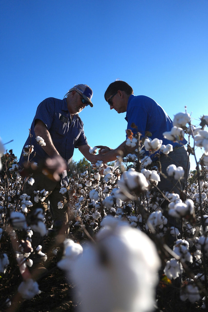 young cotton plant