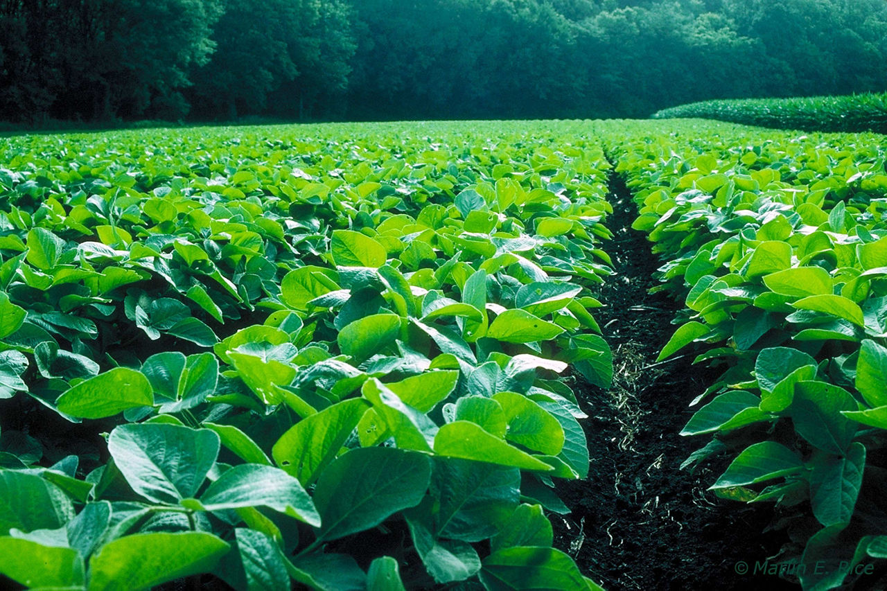 Pro Farmer Crop Tour 2025