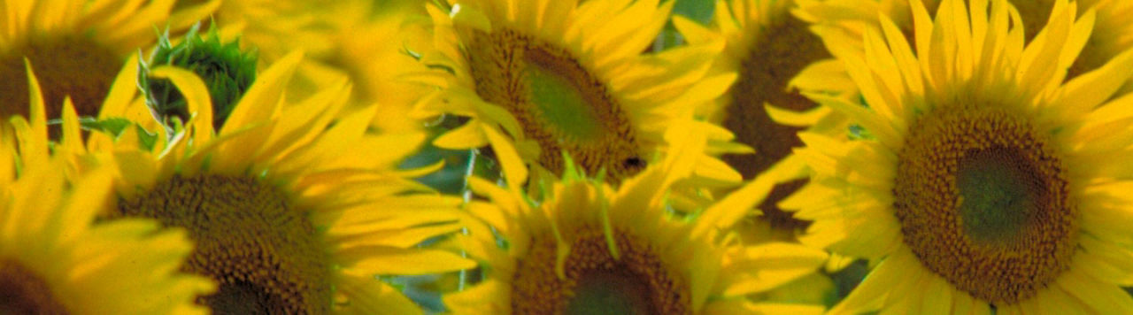 Sécuriser l’implantation du tournesol avec Protector !