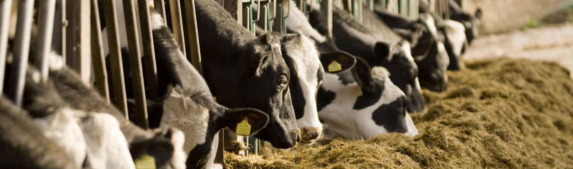 Cows eating silage