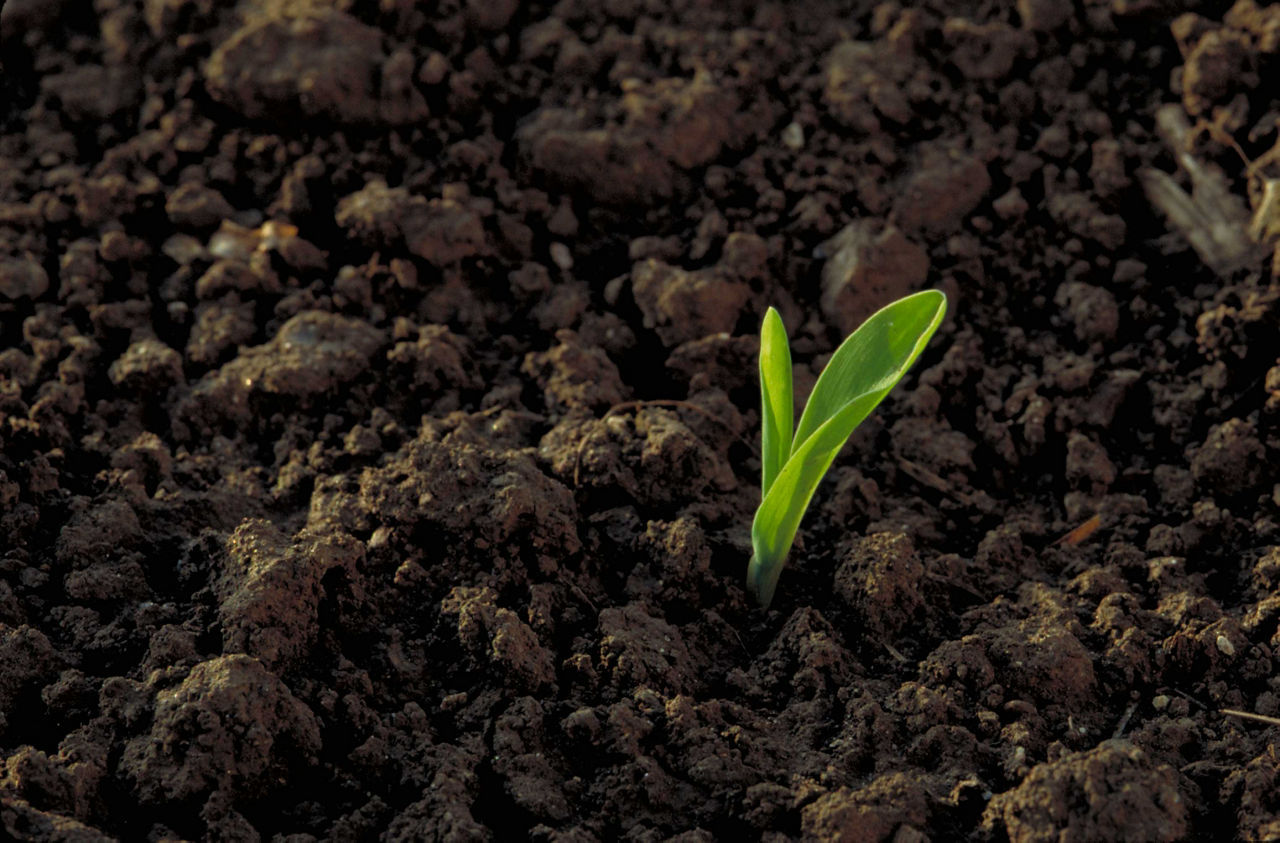 Crop Stages