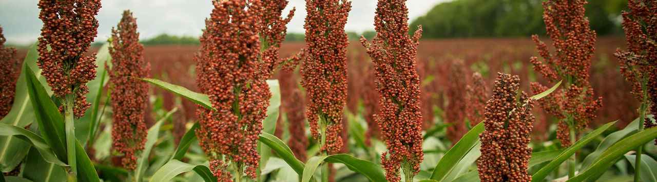 Sorghum Industry Leader