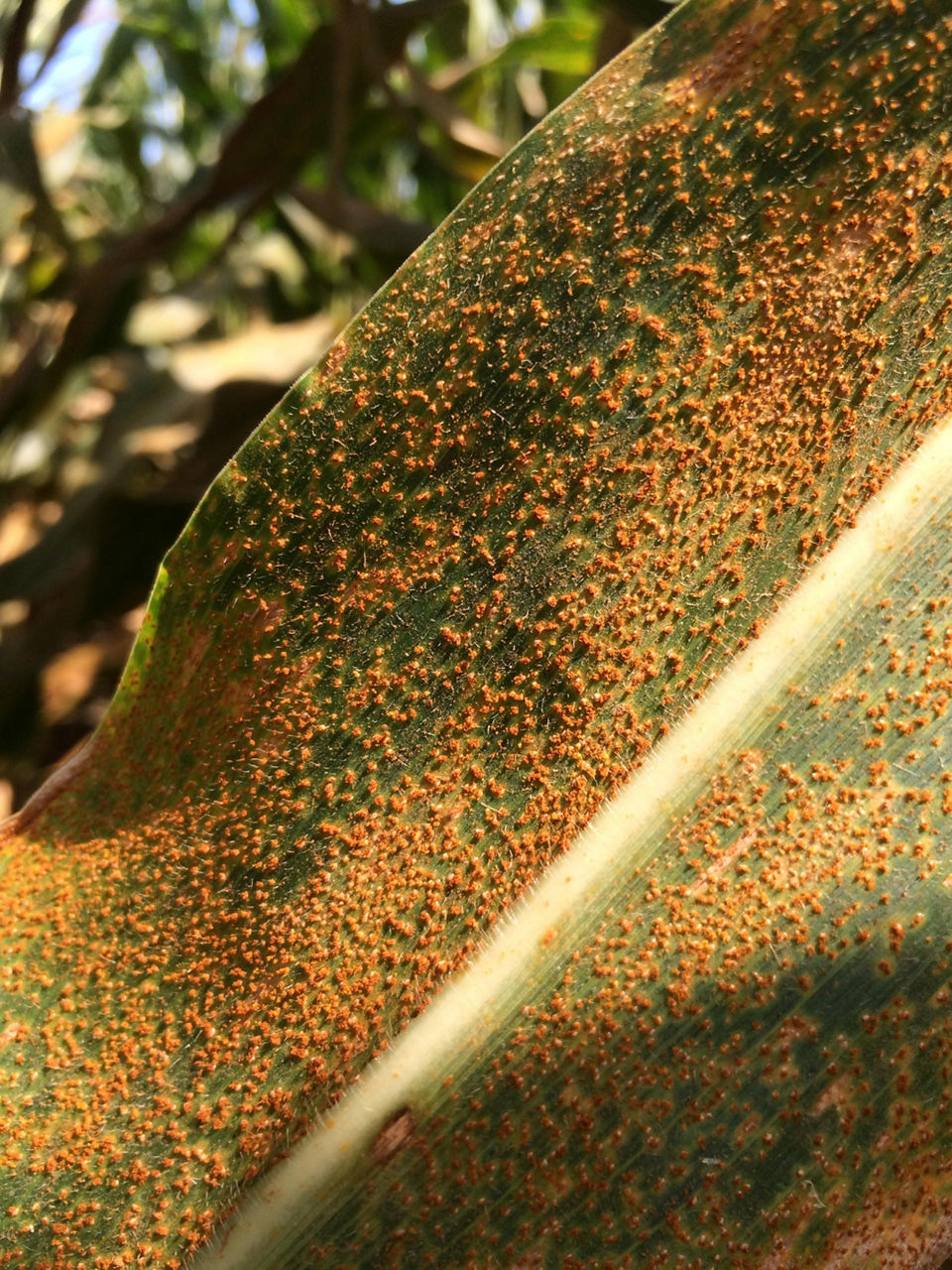 Southern Rust of Corn