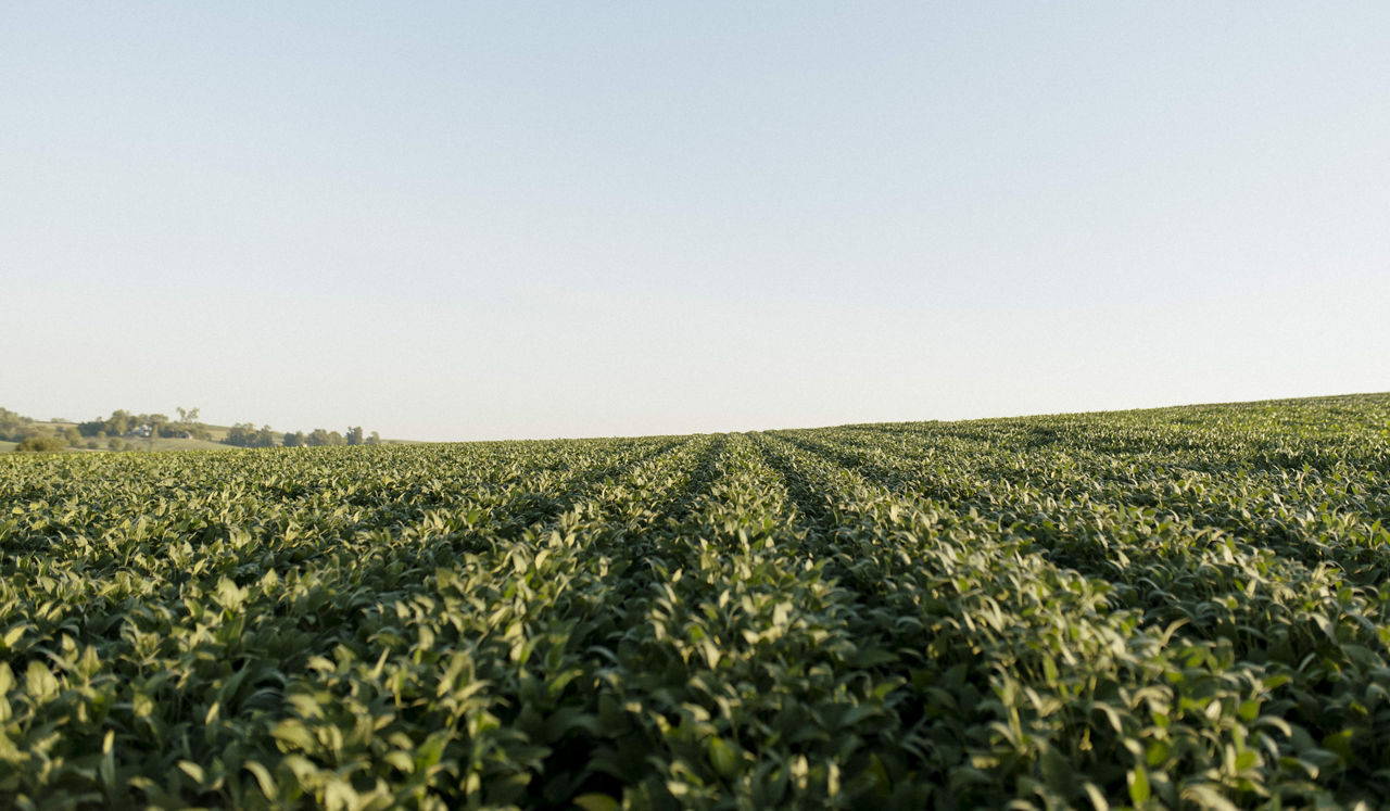 Pioneer® brand Plenish High Oleic Soybeans for Dairy Diets