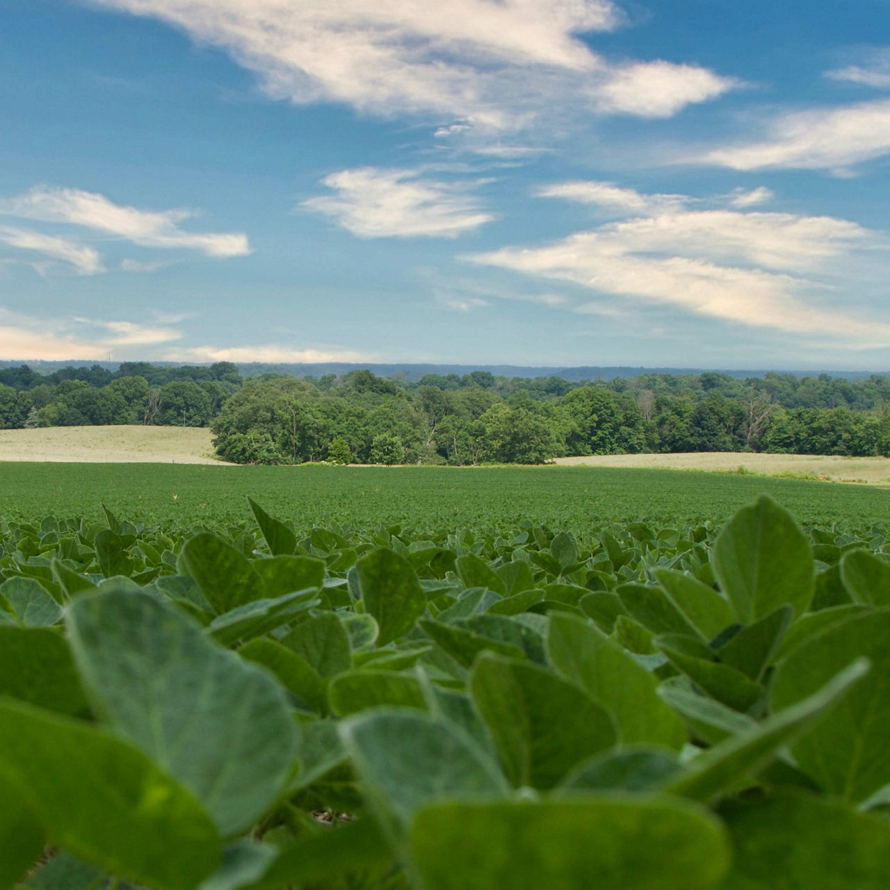 Ohio - Pioneer 2027 Product Guide