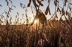 The 100th Harvest