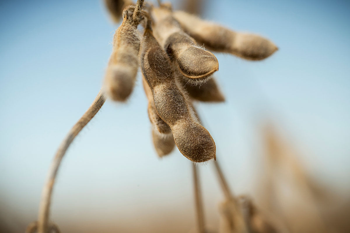 Timing Soybean Desiccation as a Harvest Aid