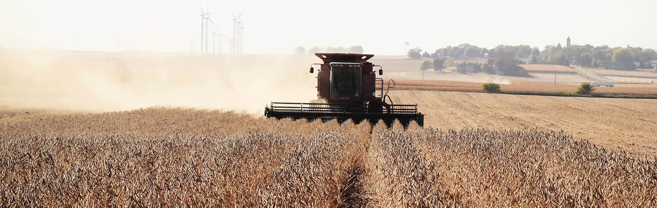 Soybean harvest