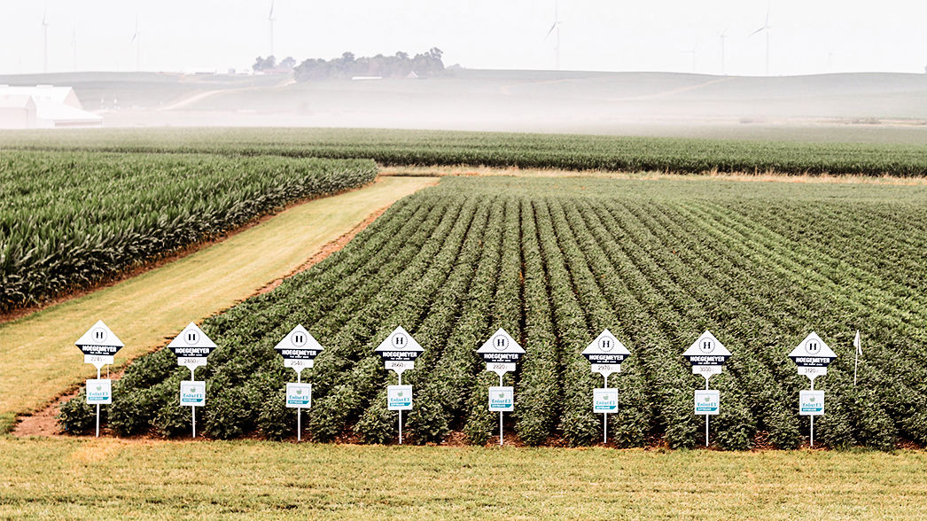 Hoegemeyer Soybean Field
