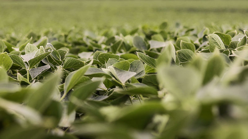 Beautiful soybean plant in field