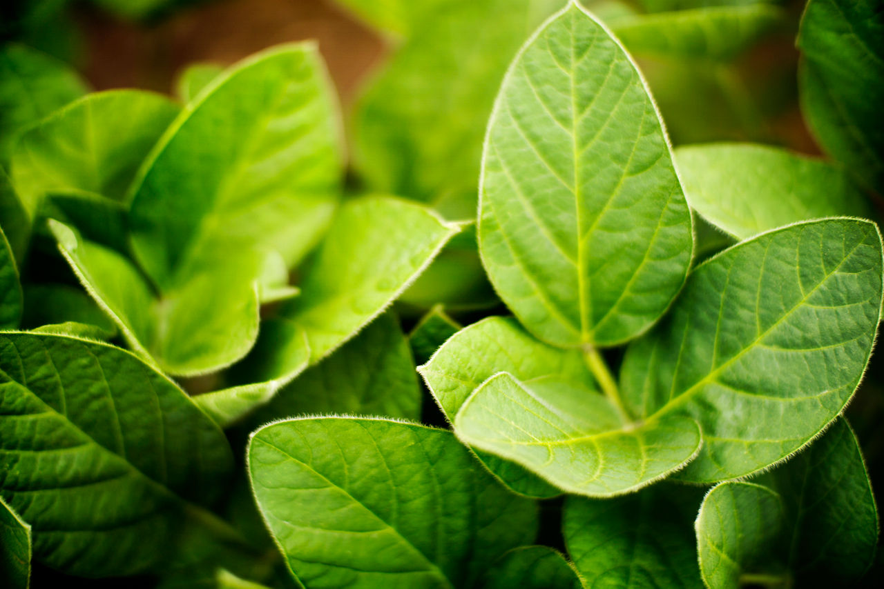 soybean plant close up