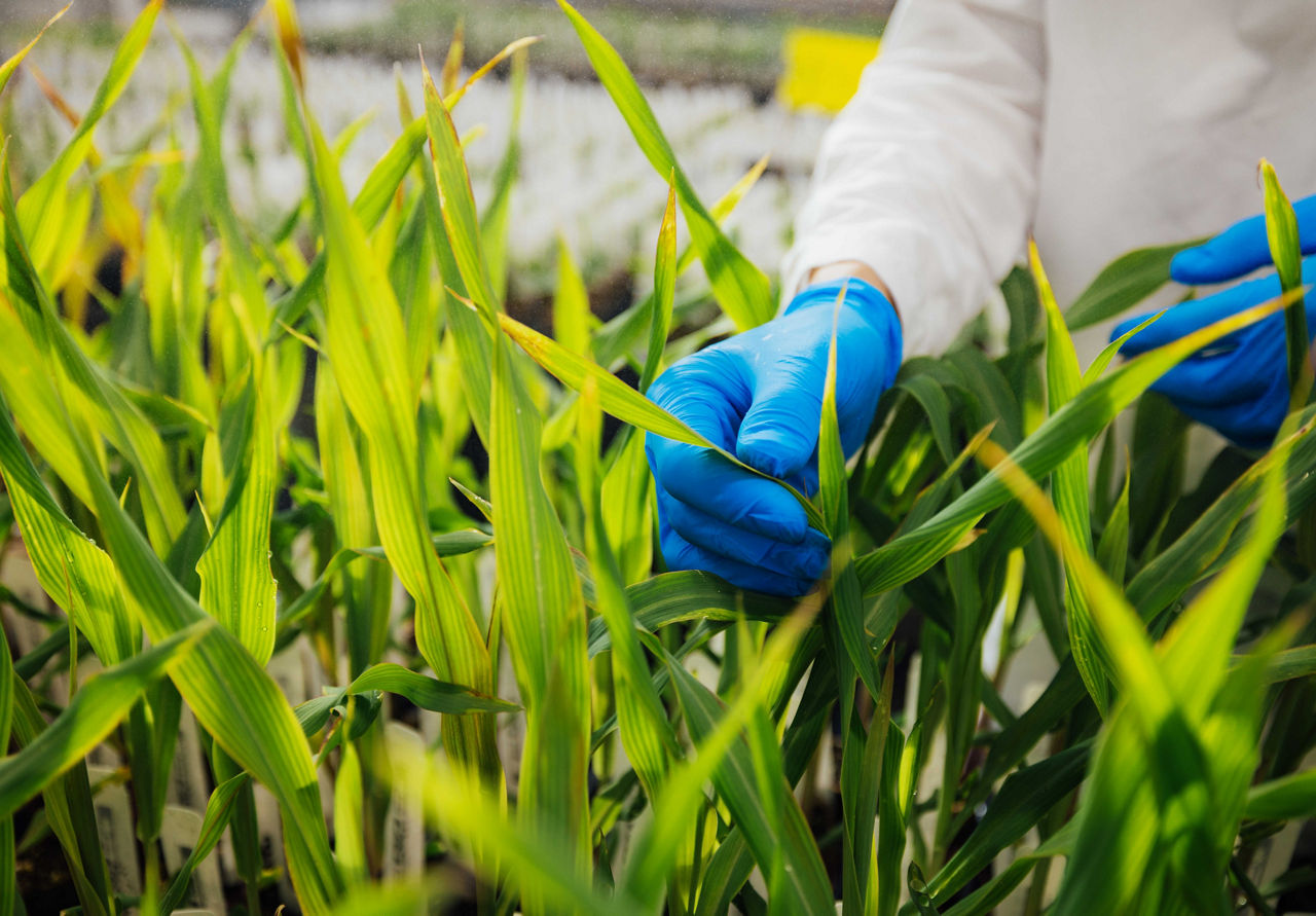 Researcher checking corn