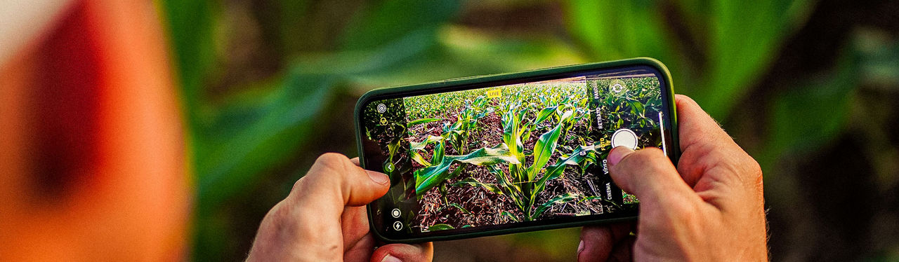 Homem tirando foto da planta de milho com celular