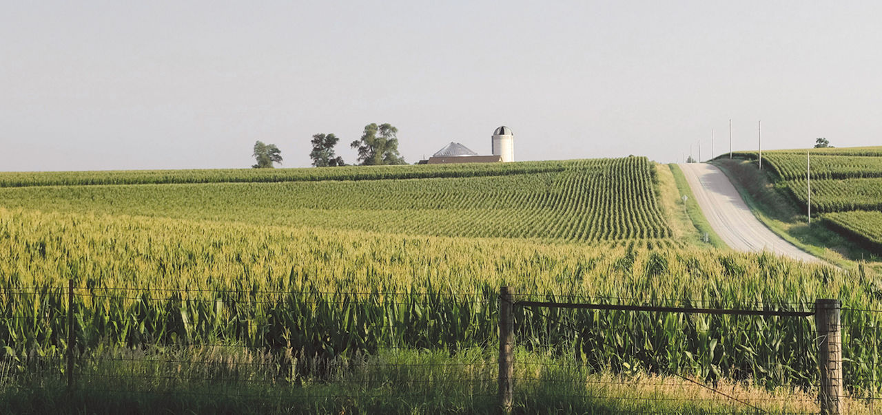 corn and country road