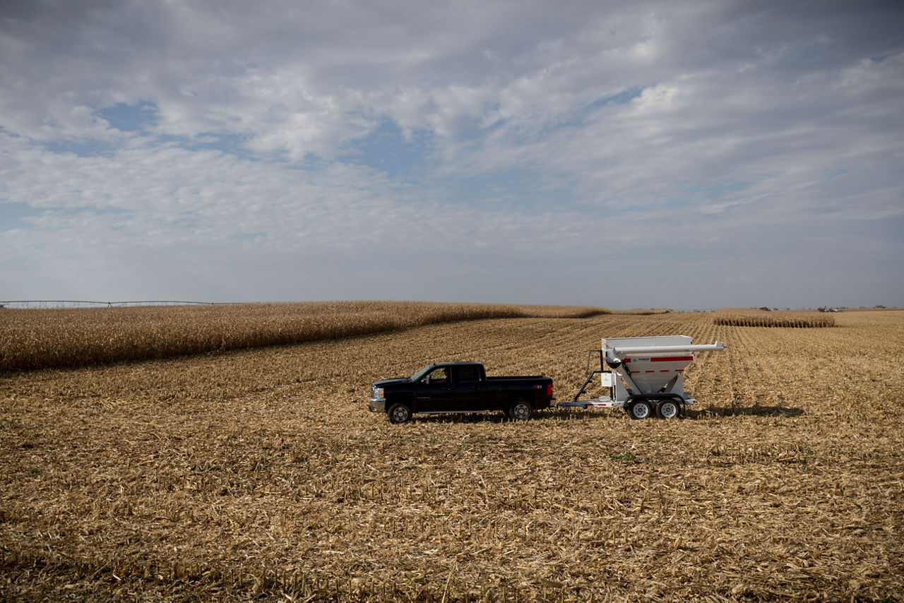 Photo - weigh wagon in cornfield  - distance shot