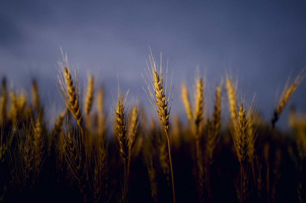 North Dakota, South Dakota, Western Minnesota & Montana  - Pioneer 2027 Product Guide