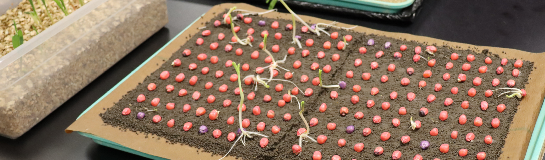 Seed testing in a lab