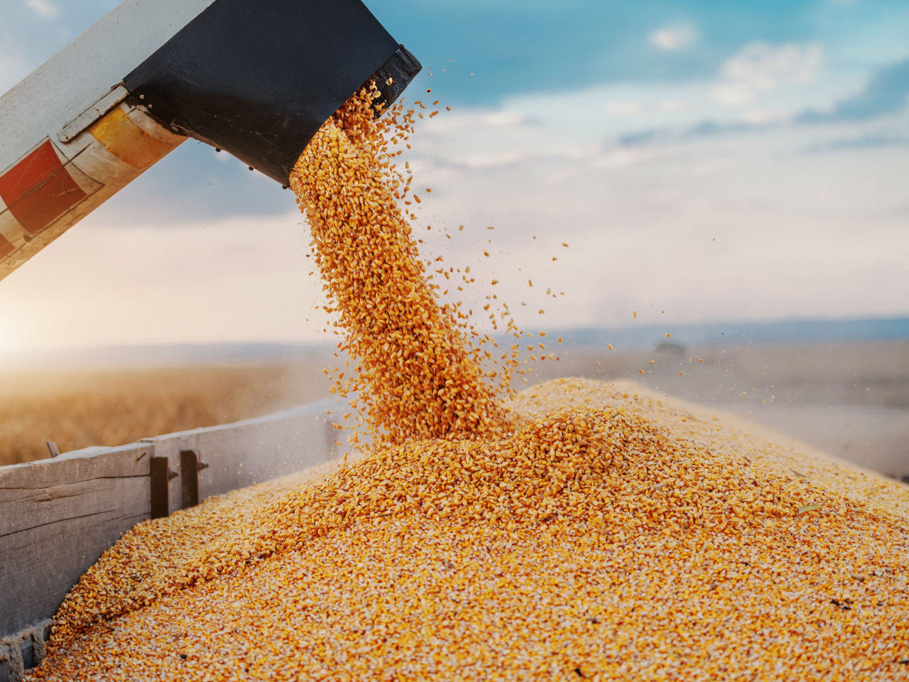 CORN YIELDS