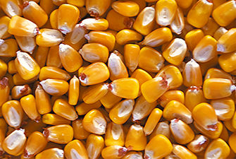 Mais da granella