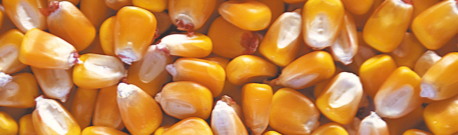 Banner del mais da granella