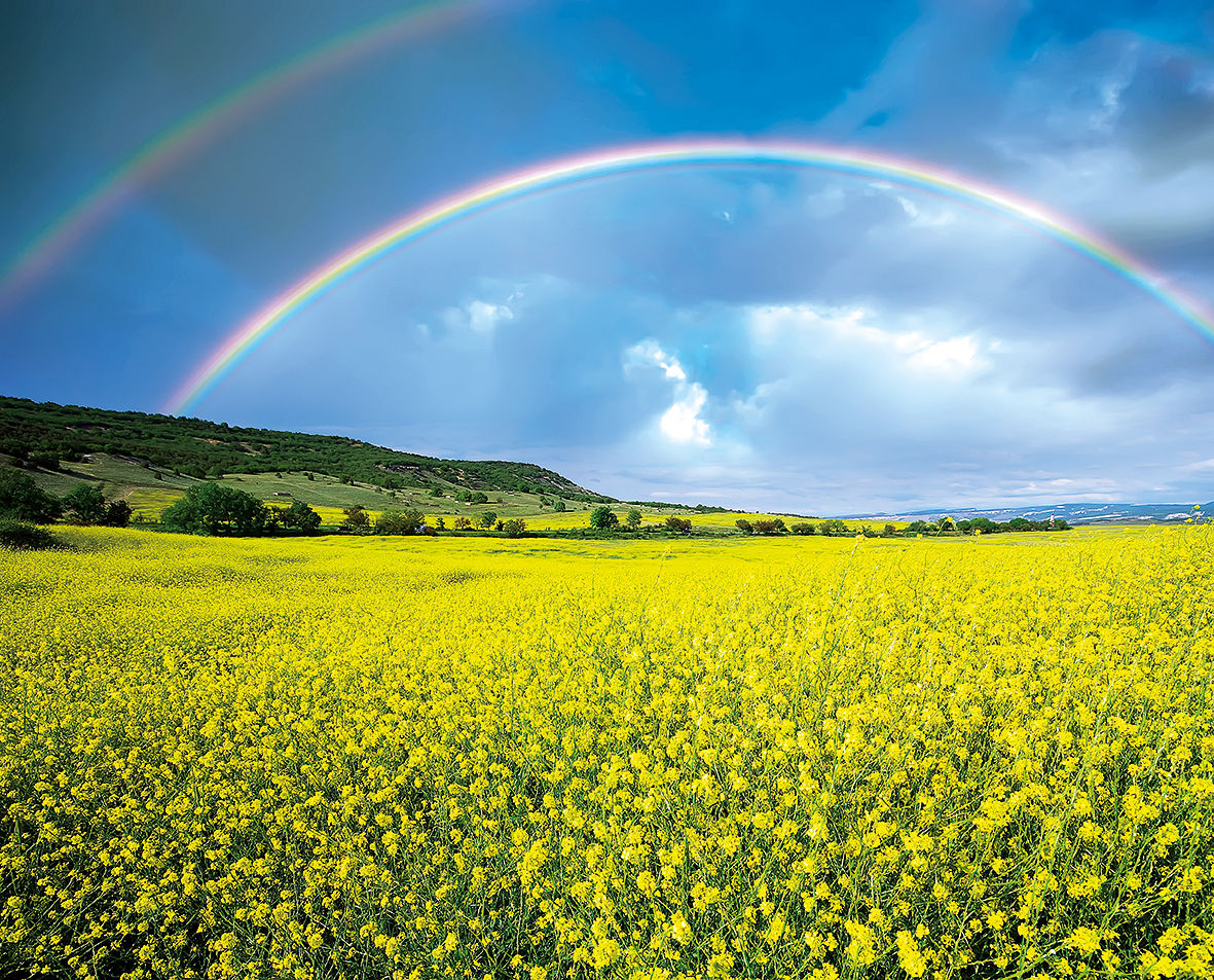 Un arcobaleno su un campo di colza
