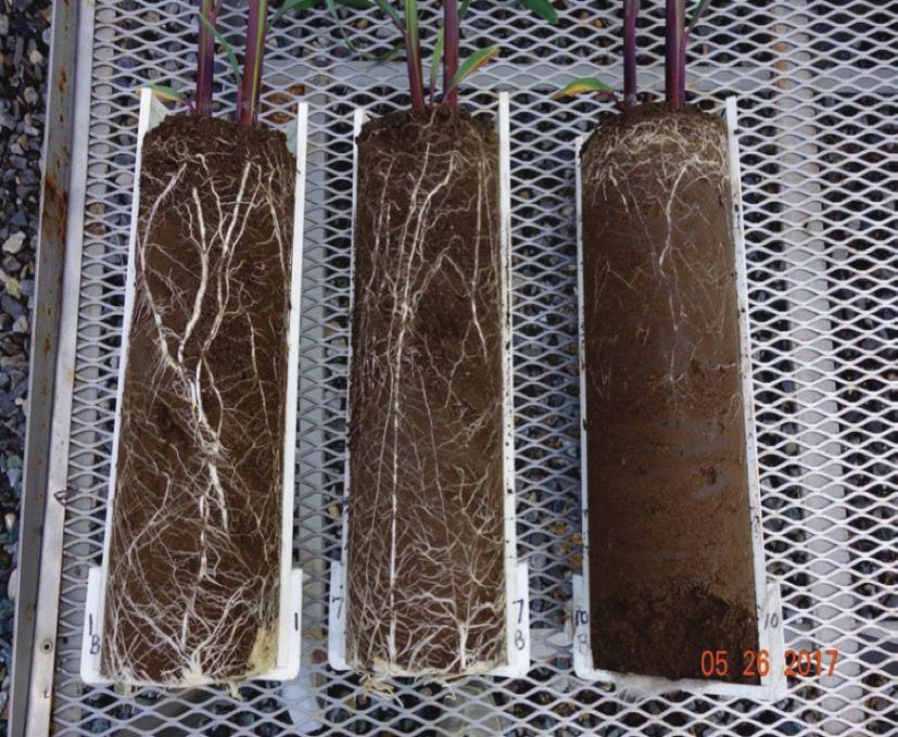 Crescita delle radici del mais in terreni con diversa densità apparente