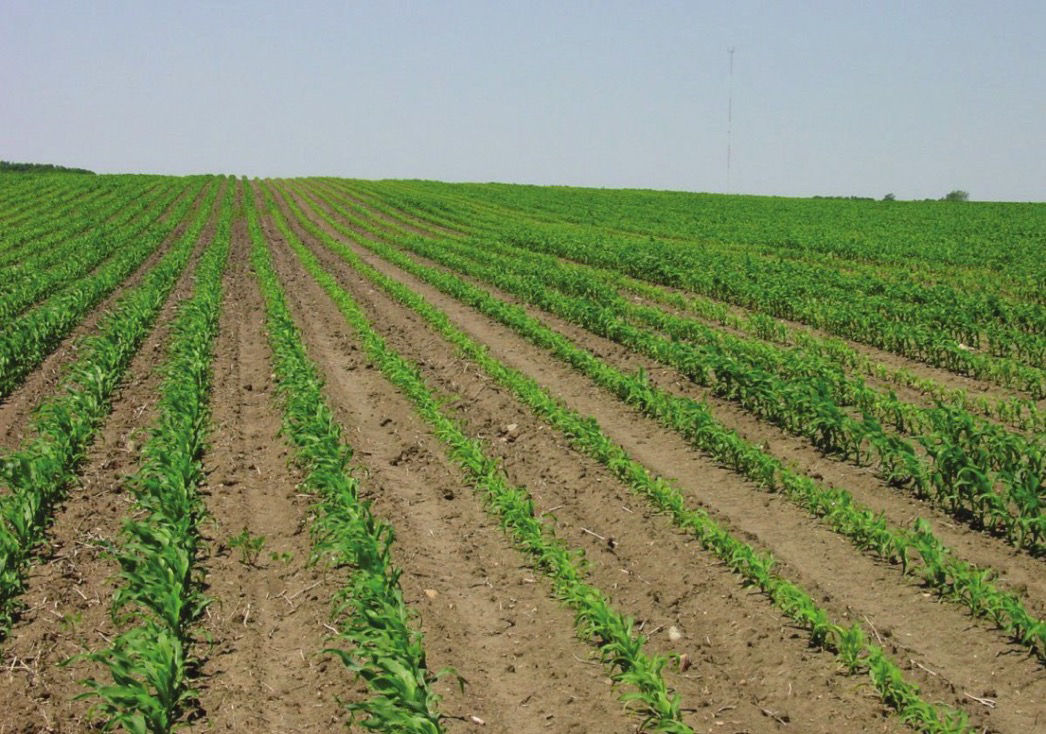 Campo di mais con crescita irregolare dovuta al compattamento nei solchi di passaggio delle ruote