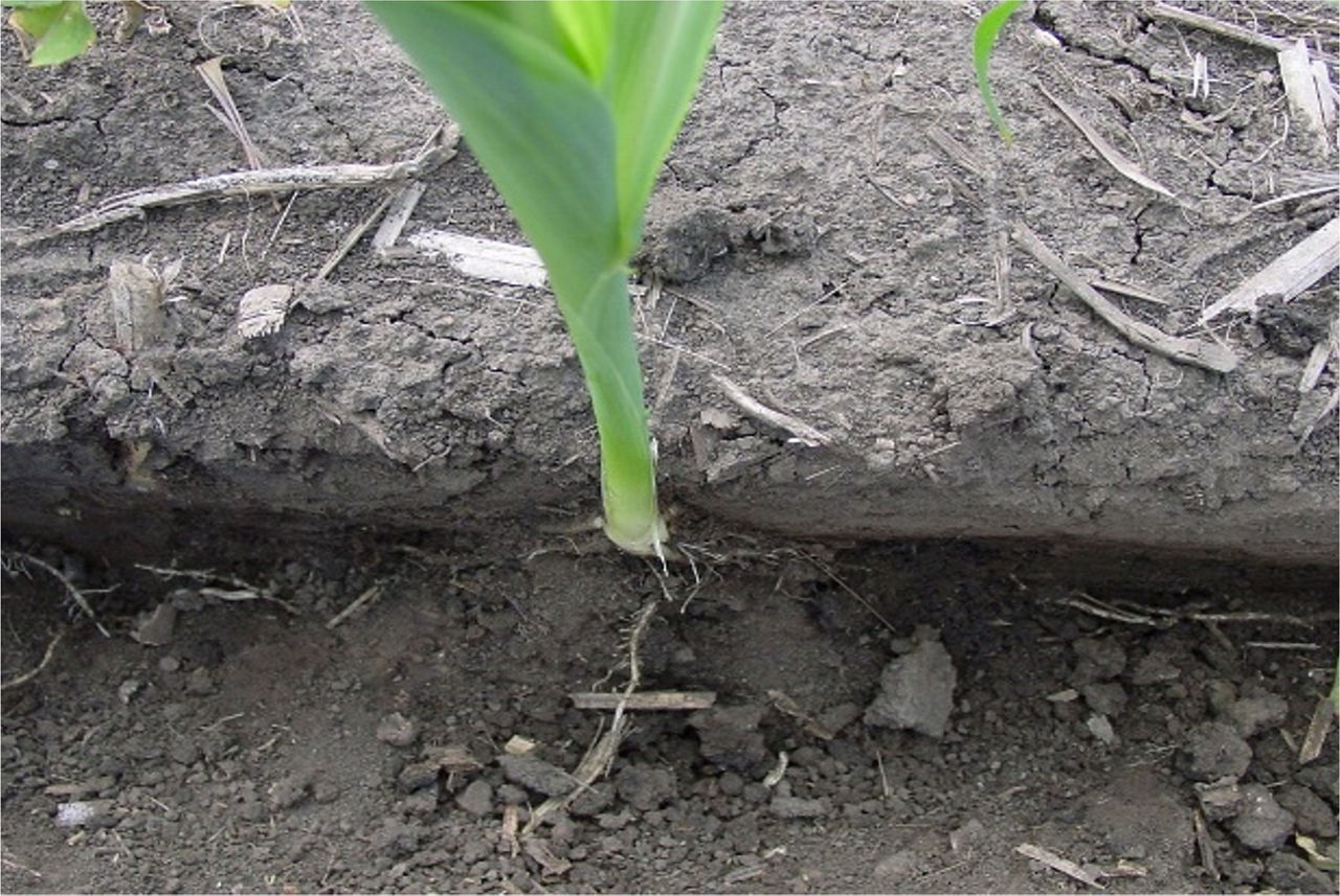 Radici di mais con crescita limitata dalle sbavature sulle pareti del solco