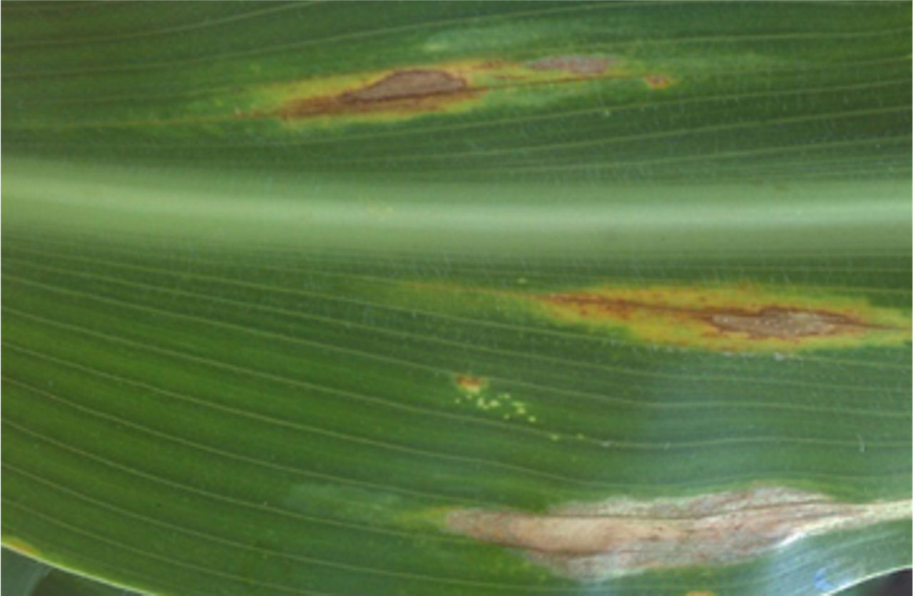 Foglia di mais che mostra diverse risposte all'elmintosporiosi