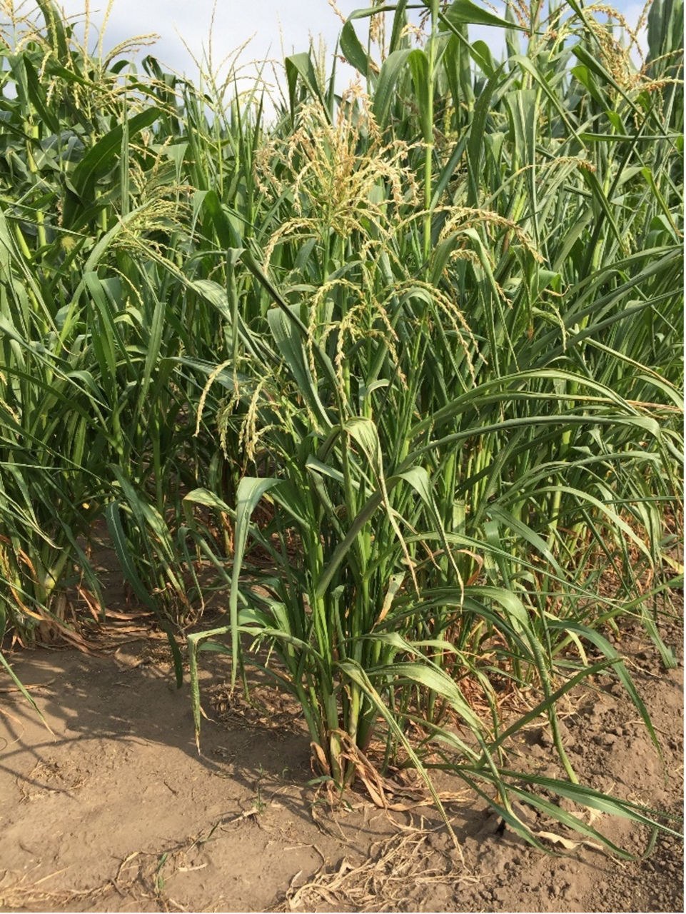 teosinte