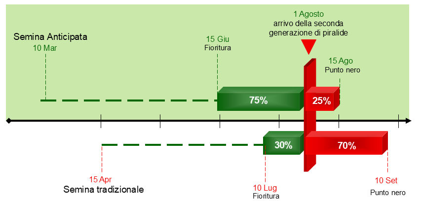 immagine storica del mais e della maiscoltura