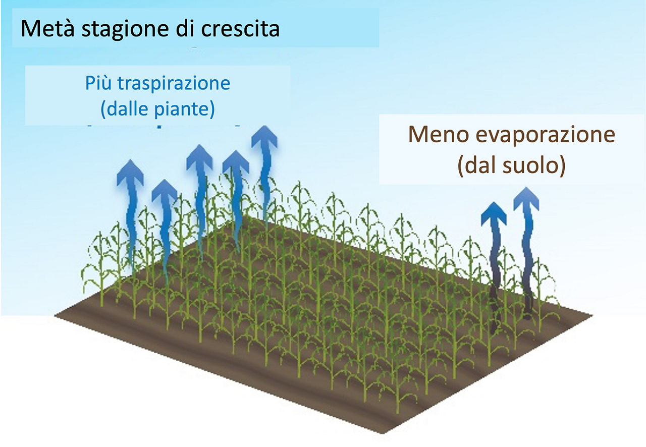 Dati sul fabbisogno idrico del mais durante la stagione