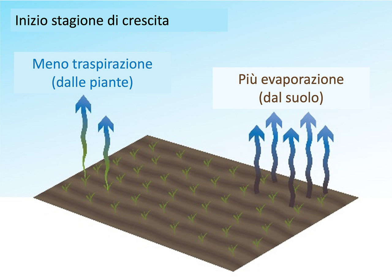 Dati sul fabbisogno idrico del mais durante la stagione