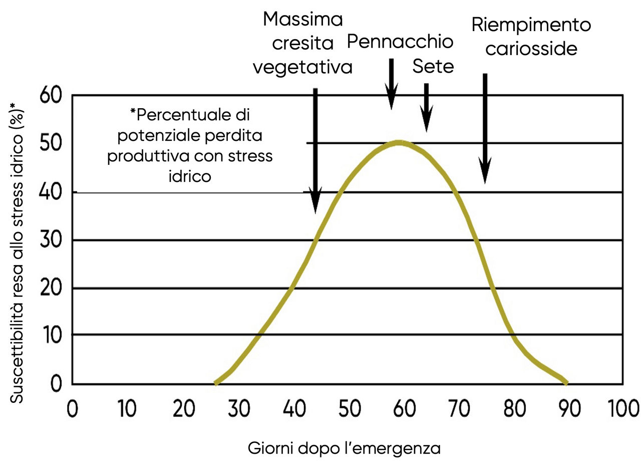 Suscettibilità della resa del mais allo stress idrico in base allo stadio di crescita