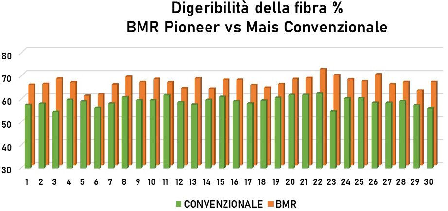 Confronto dei livelli di digeribilità della fibra tra mais BMR Pioneer e convenzionali