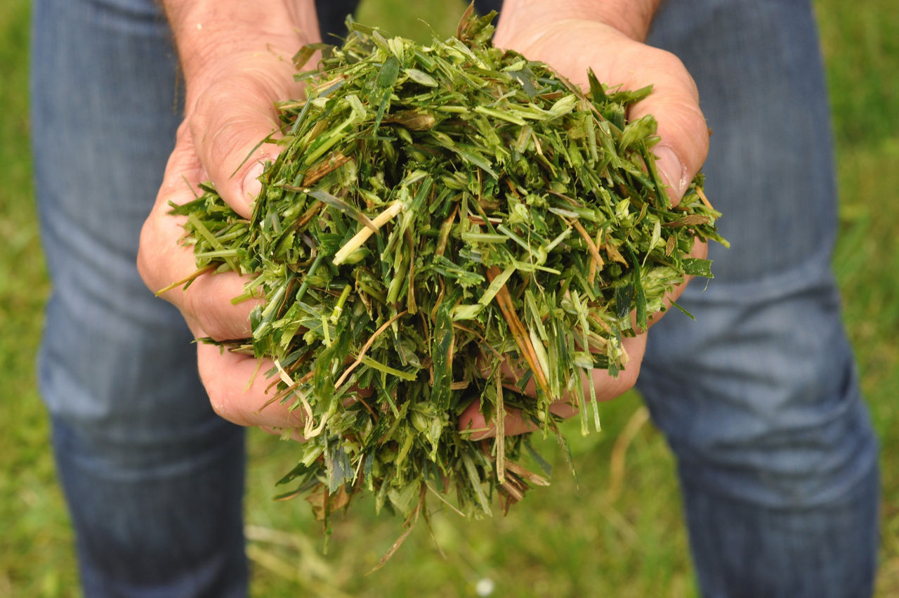 Trinciato verde di cereali