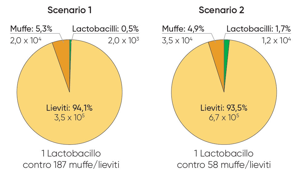 Grafici relativi all'andamento della popolazione microbica