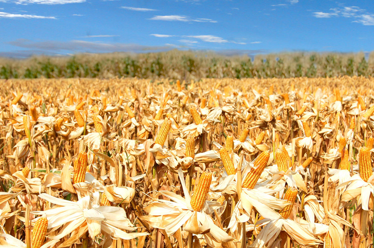jagung
