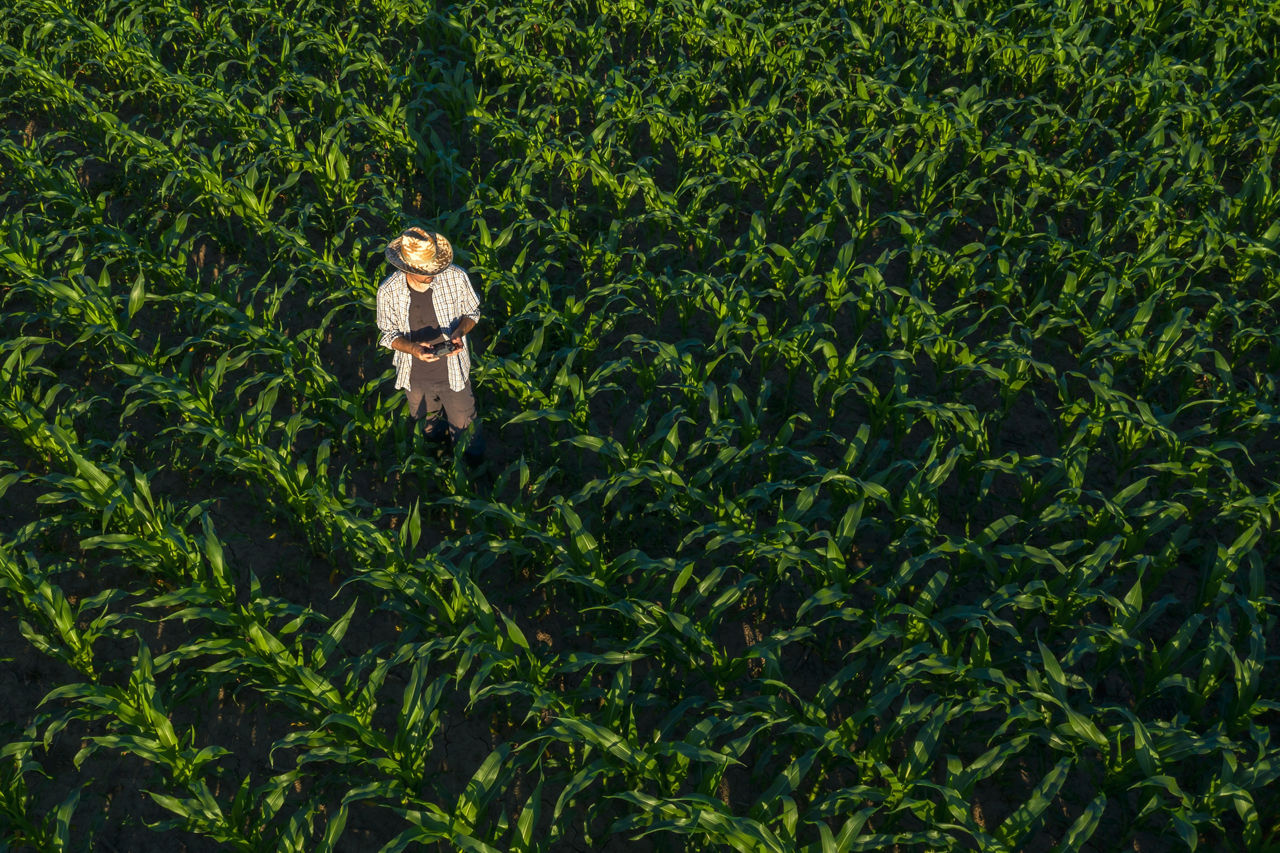 Fotografia tirada de cima (vista superior de drone) mostrando um agricultor de chapéu de palha e camisa xadrez em pé no meio de um vasto milharal verde, a segurar o controlo remoto de um drone para monitorização agrícola.