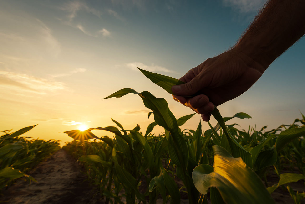 Vista em close-up da mão de um produtor rural tocando a folha de um pé de milho jovem em uma lavoura. Ao fundo, o sol nascente ou poente projeta raios dourados pelo campo sob um céu suavemente nublado.