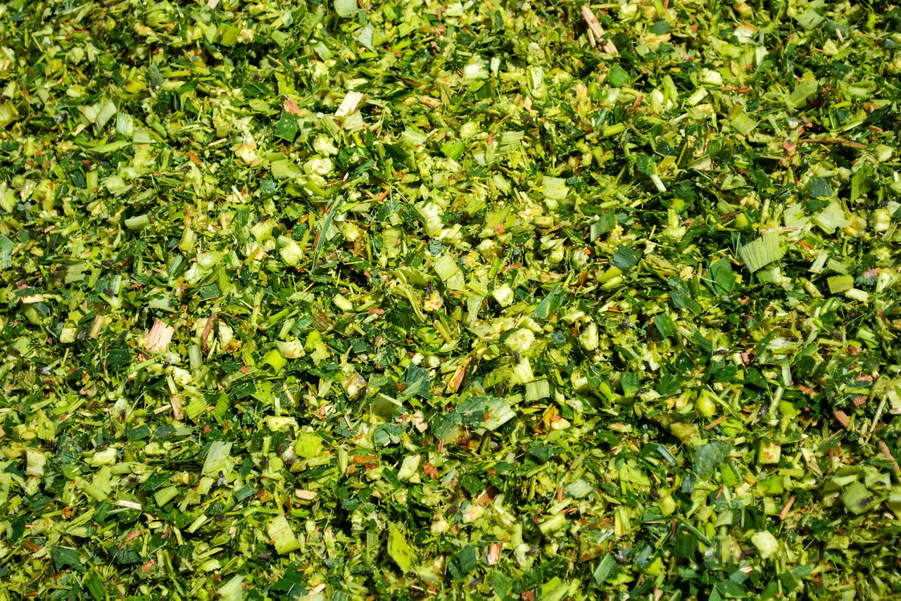 Vista em close-up de textura de silagem de milho verde recém-fatiada e triturada para alimentação animal.