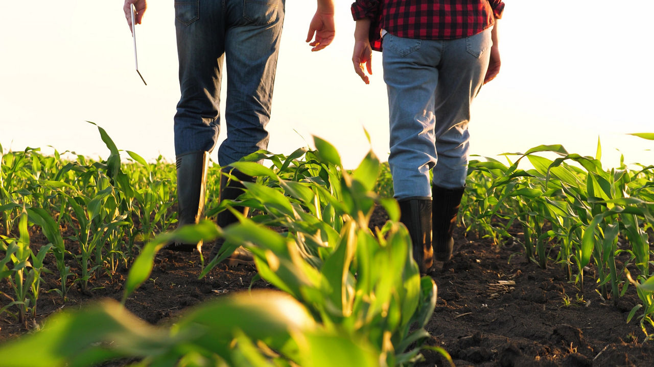 Man and woman agronomist going surrounded by seedling rows at sunny corn field back view. Farmer colleagues with tablet control agriculture cultivation organic plant production at plantation