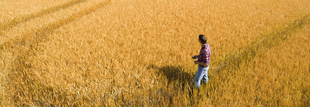 Farmer in cereal field